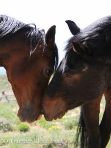 ThunderCloudImages_wildlifephotography_Montana_StormyBarton_horses